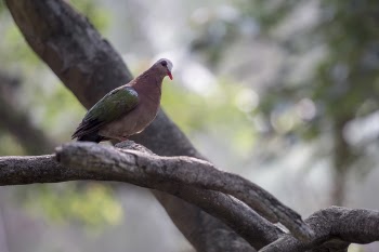 Selective Focus Photography of Dove Perching On Branch