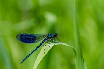 Selective Focus Photography of Dragonfly on Green Leaf