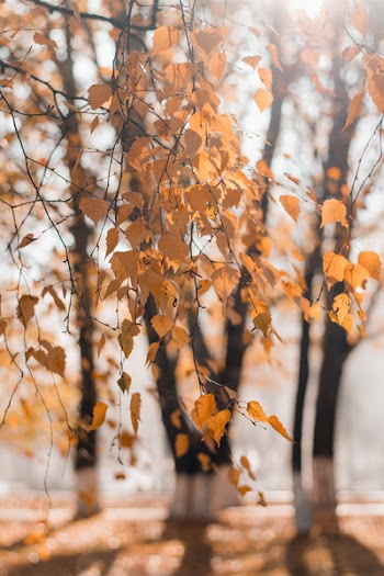 Selective Focus Photography of Dried Leaves