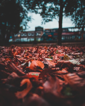 Selective Focus Photography of Dried Leaves
