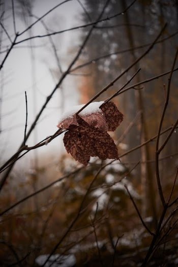 selective focus photography of dry leaf