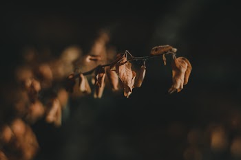 Selective Focus Photography of Dry Leaves