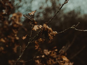 Selective Focus Photography Of Dry Leaves