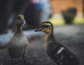 Selective Focus Photography of Ducks
