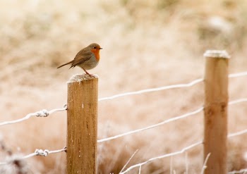 Selective Focus Photography of European Robin Bird Perching on Wood Fence