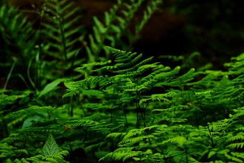 Selective Focus Photography of Fern Plant