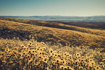 Selective Focus Photography of Fields