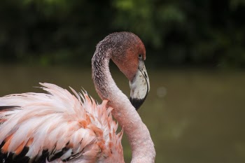 Selective Focus Photography of Flamingo
