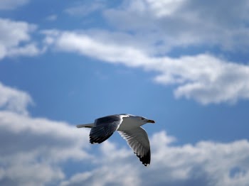 Selective Focus Photography of Flight Bird