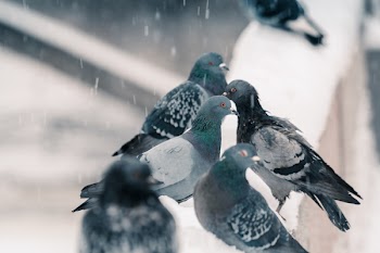 Selective Focus Photography of Flock of Gray Pigeons Perched on Wall Covered With Snow