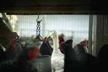 Selective Focus Photography of Flock of Roosters and White Domesticated Goose Inside the Cage