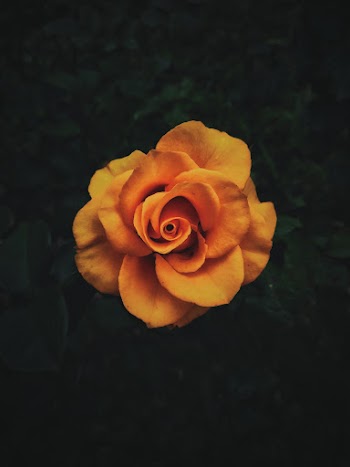 Selective Focus Photography of Flower