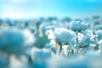 Selective Focus Photography of Flowers