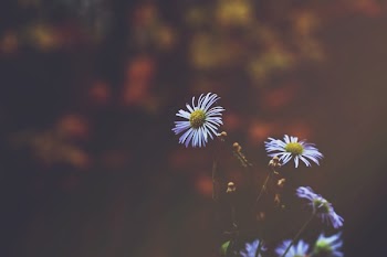 Selective Focus Photography of Flowers