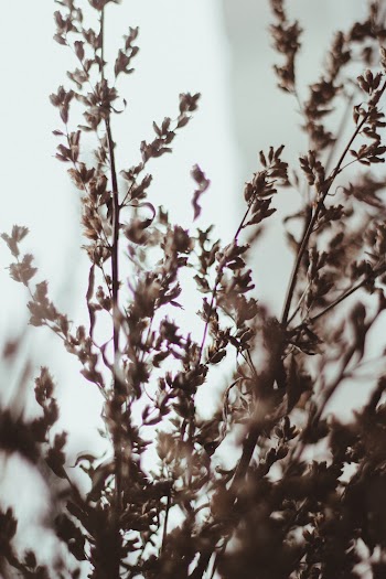 Selective Focus Photography of Flowers