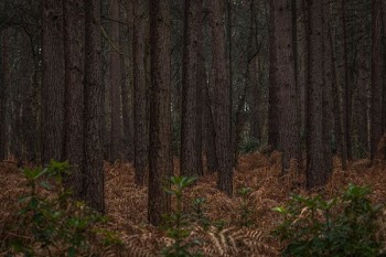 selective focus photography of forest