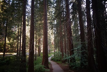 Selective Focus Photography Of Forest
