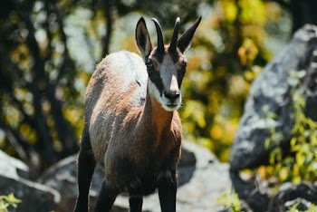 Selective Focus Photography of Gazelle