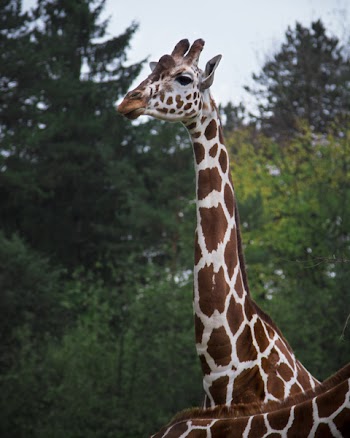 Selective Focus Photography of Giraffe