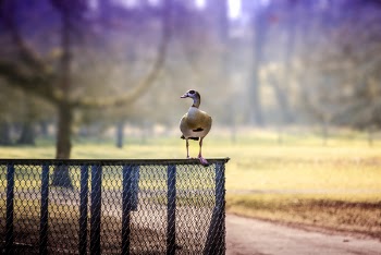 Selective Focus Photography of Goose Perched on Chain Link Fence
