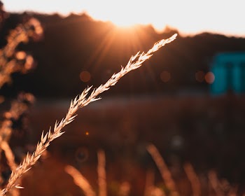 Selective Focus Photography of Grain