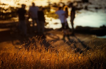 Selective Focus Photography of Grass Field
