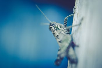 Selective Focus Photography of Grasshopper on Surface