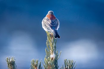 selective focus photography of gray and brown bird