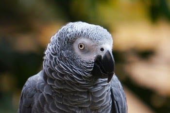 Selective Focus Photography of Gray Bird