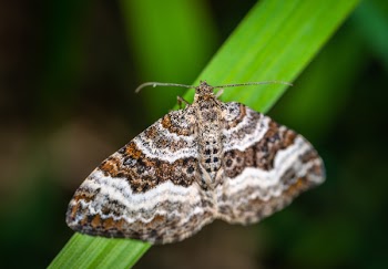 Selective Focus Photography of Gray, Brown, and Black Striped Butterfly Perched on Green Leaf