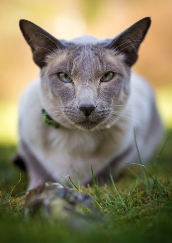 Selective Focus Photography of Gray Cat