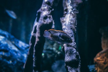 Selective Focus Photography of Gray Cichlid Fish
