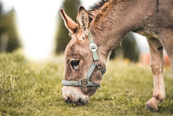 Selective Focus Photography of Gray Donkey Eating Grass
