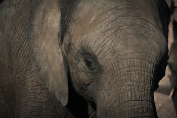 Selective Focus Photography of Gray Elephant
