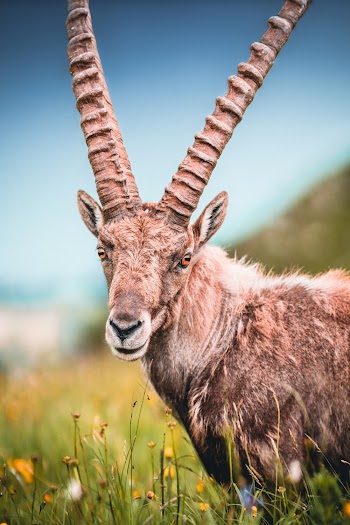 Selective Focus Photography of Gray Horned Animal on Grass