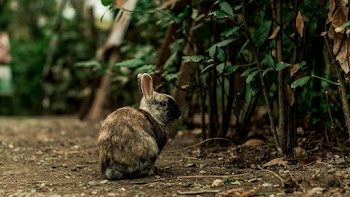 Selective Focus Photography of Gray Rabbit Sitting Beside Green Plants