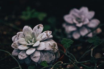 Selective Focus Photography of Gray Succulent Plant
