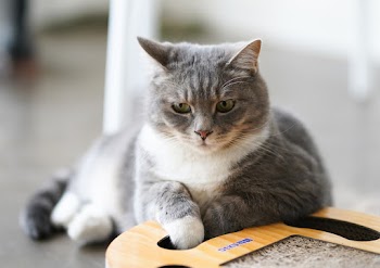 Selective Focus Photography of Gray Tabby Cat