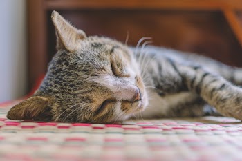 Selective Focus Photography of Gray Tabby Kitten