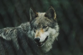 selective focus photography of gray wolf
