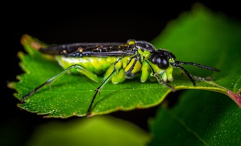 Selective Focus Photography of Green and Black Winged Insect Perched on Green Leaf