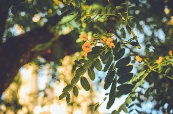 selective focus photography of green and yellow leaf tree