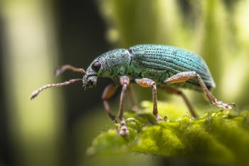 Selective Focus Photography of Green Beetle