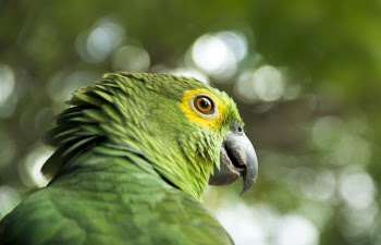 Selective Focus Photography Of Green Bird