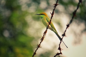 Selective Focus Photography of Green Bird on Barb Wire
