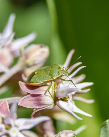 Selective Focus Photography Of Green Bug On Pink Flower