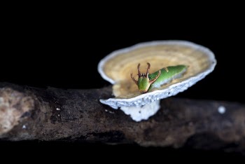 Selective Focus Photography of Green Caterpillar on Mushroom