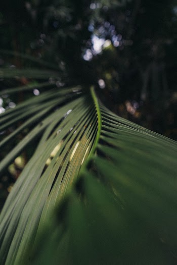 Selective Focus Photography of Green Coconut Leaf