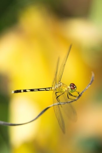 selective focus photography of green dragonfly perching on brown stem