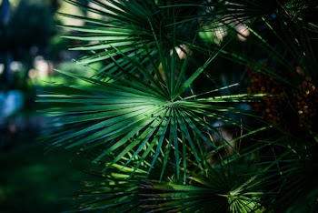 Selective Focus Photography Of Green Fan Palm Leaves